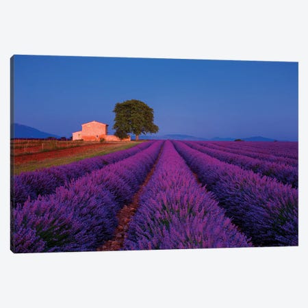 France, Provence. Lavender field in the Valensole Plateau.  Canvas Print #JYG552} by Jaynes Gallery Art Print