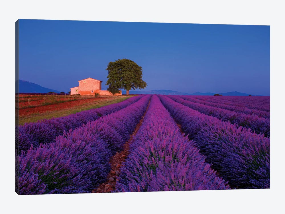 France, Provence. Lavender field in the Valensole Plateau.  by Jaynes Gallery 1-piece Canvas Print