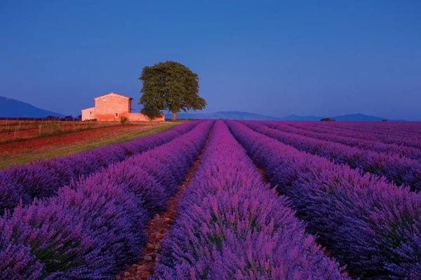 France, Provence. Lavender field in the Valensole Plateau.