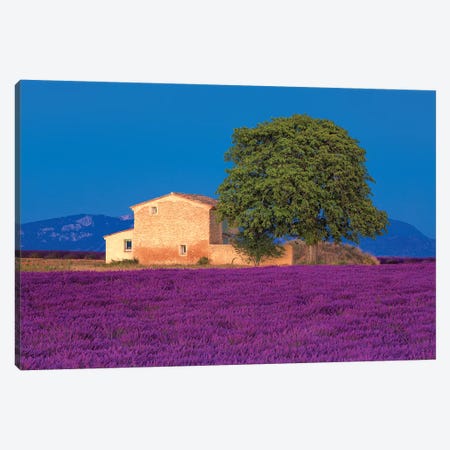 France, Provence. Lavender field in the Valensole Plateau.  Canvas Print #JYG553} by Jaynes Gallery Canvas Art Print