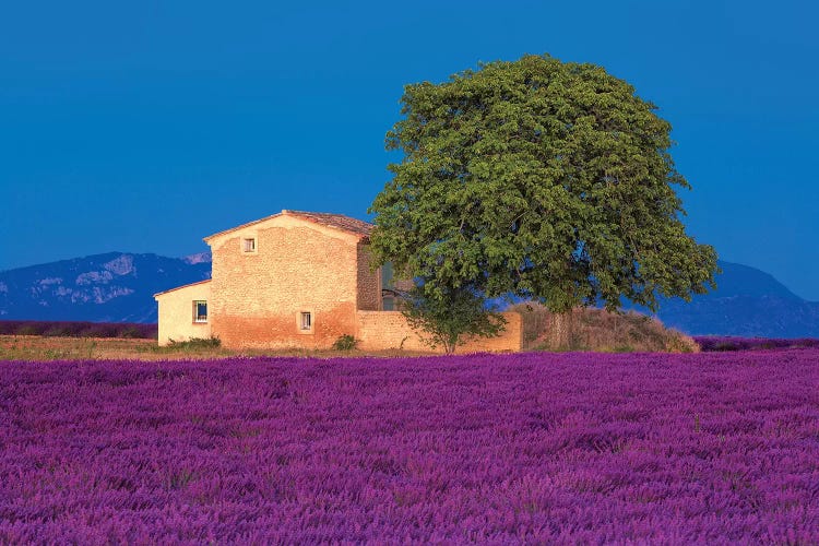 France, Provence. Lavender field in the Valensole Plateau. 