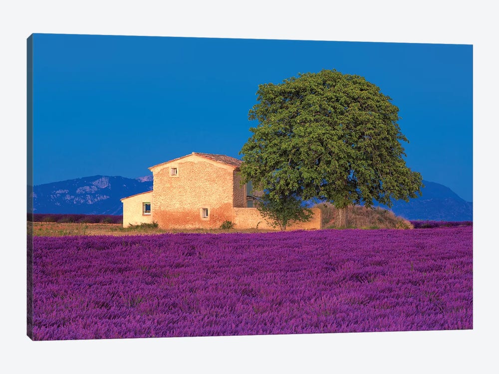 France, Provence. Lavender field in the Valensole Plateau.  by Jaynes Gallery 1-piece Canvas Wall Art