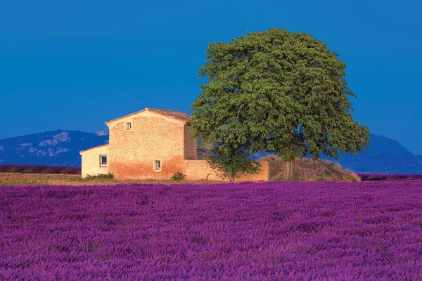 France, Provence. Lavender field in the Valensole Plateau.
