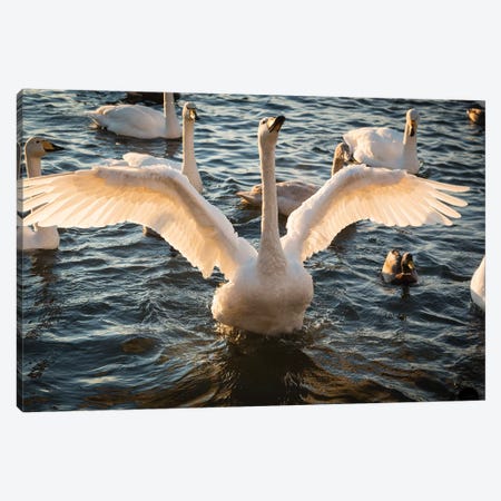 Iceland, Reykjavik, Tjornin. Backlit whooper swan with wings spread.  Canvas Print #JYG559} by Jaynes Gallery Canvas Print