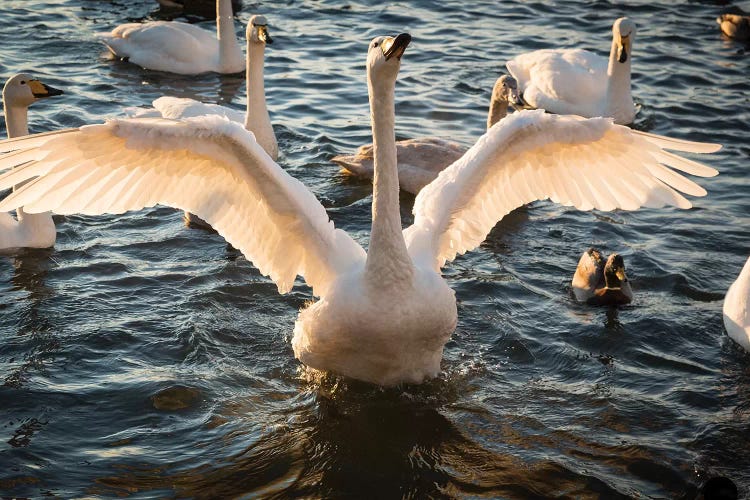 Iceland, Reykjavik, Tjornin. Backlit whooper swan with wings spread. 