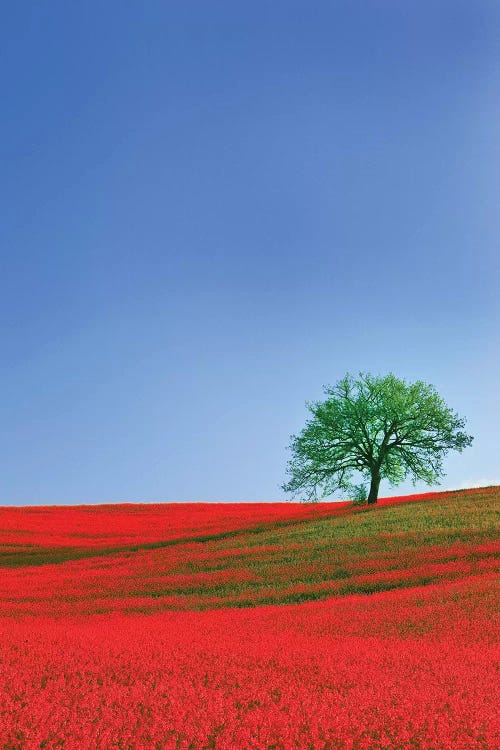 Italy, Tuscany. Abstract of oak tree on red flower-covered hillside I