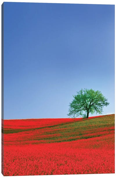 Italy, Tuscany. Abstract of oak tree on red flower-covered hillside I Canvas Art Print