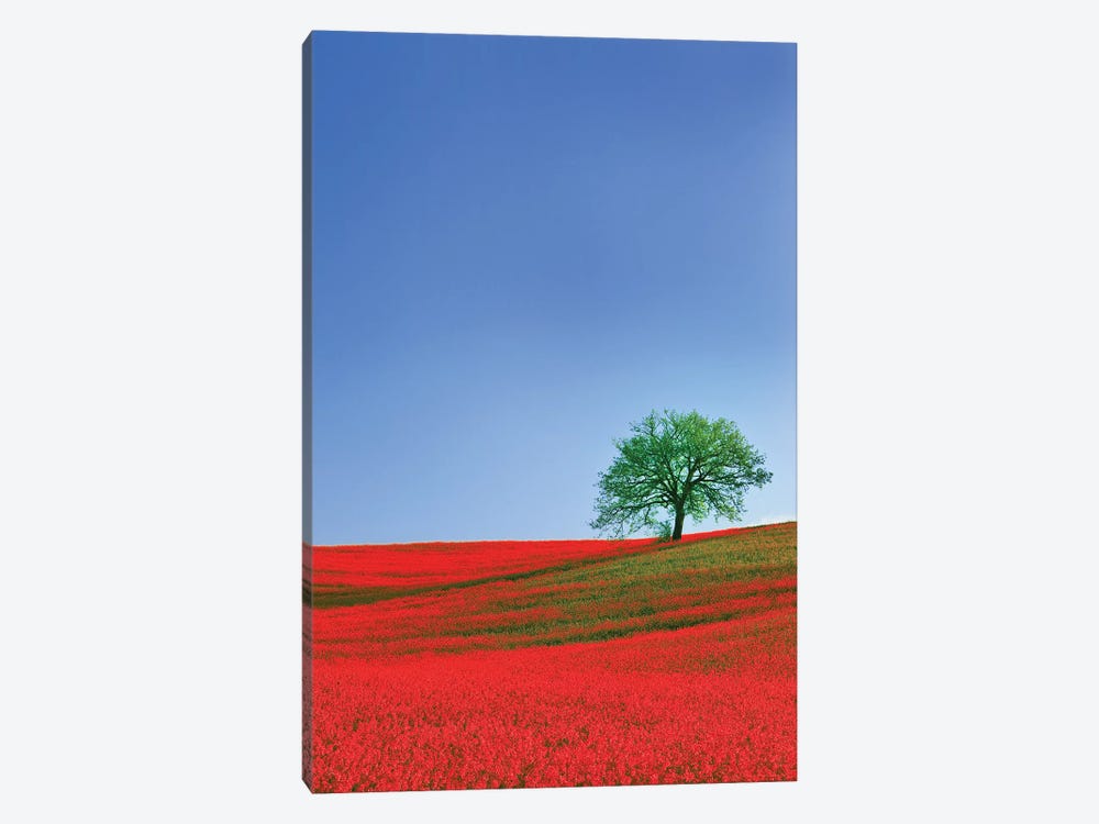 Italy, Tuscany. Abstract of oak tree on red flower-covered hillside I by Jaynes Gallery 1-piece Canvas Print