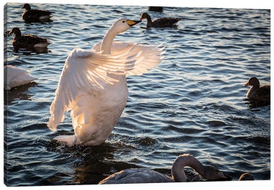 Iceland, Reykjavik, Tjornin. Backlit whooper swan with wings spread.  Canvas Art Print