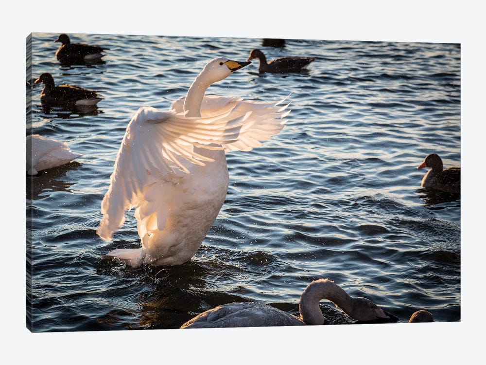 Iceland, Reykjavik, Tjornin. Backlit whooper swan with wings spread.  by Jaynes Gallery 1-piece Canvas Artwork