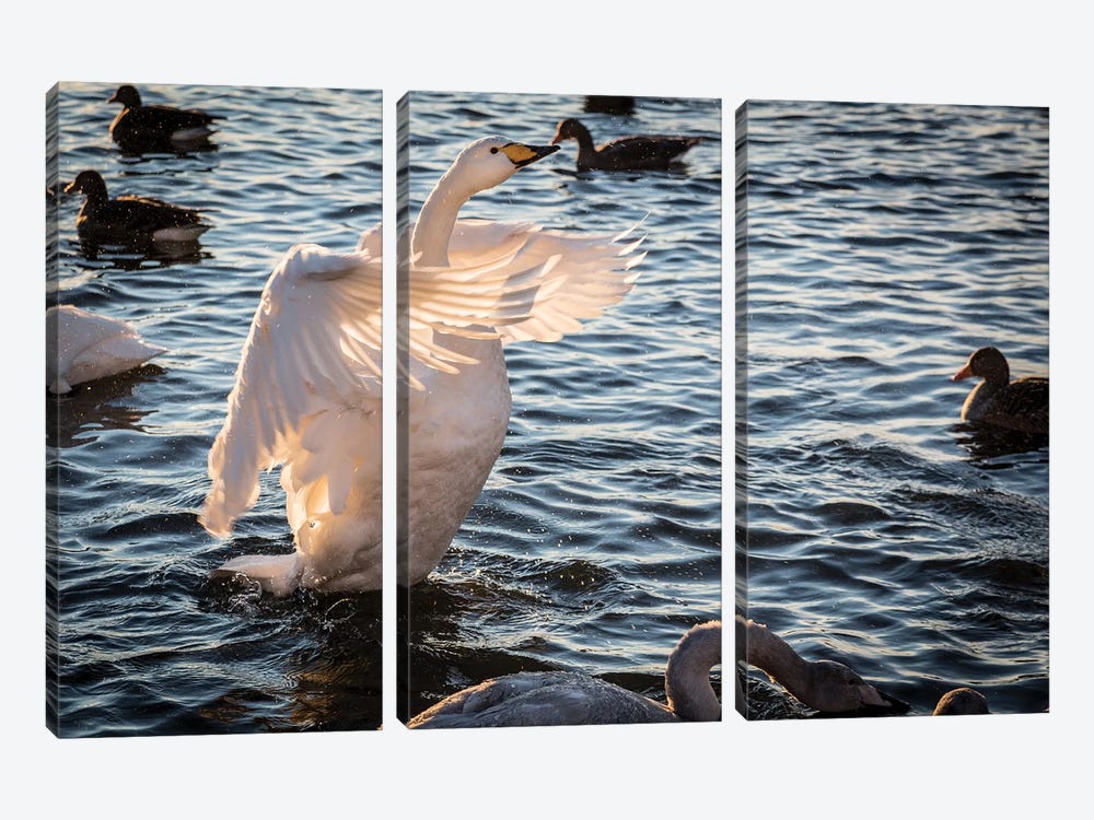 Iceland, Reykjavik, Tjornin. Backlit whooper swan with wings spread.  by Jaynes Gallery 3-piece Canvas Wall Art