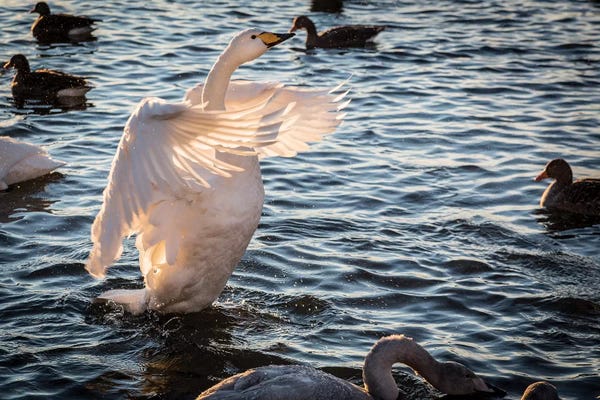 Iceland, Reykjavik, Tjornin. Backlit whooper swan with wings spread.
