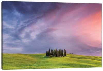 Italy, San Quirico d'Orcia. Cypress grove at sunset.  Canvas Art Print