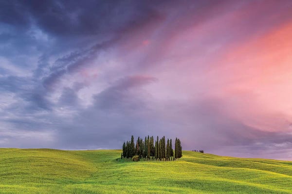 Italy, San Quirico d'Orcia. Cypress grove at sunset.