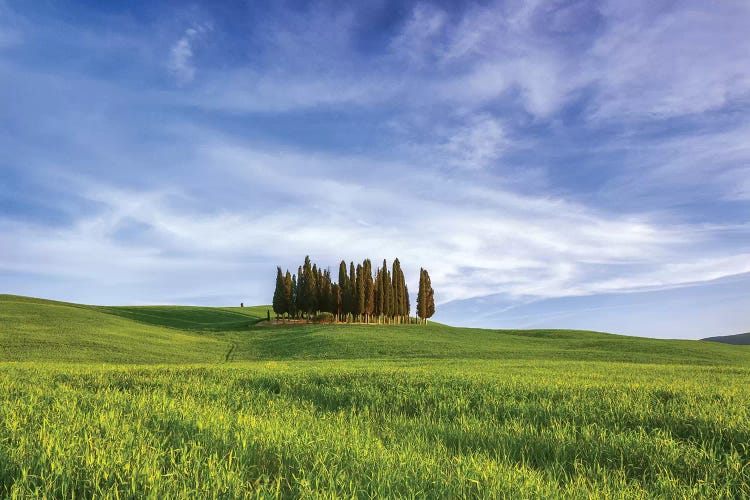 Italy, San Quirico d'Orcia. Cypress grove in landscape. 