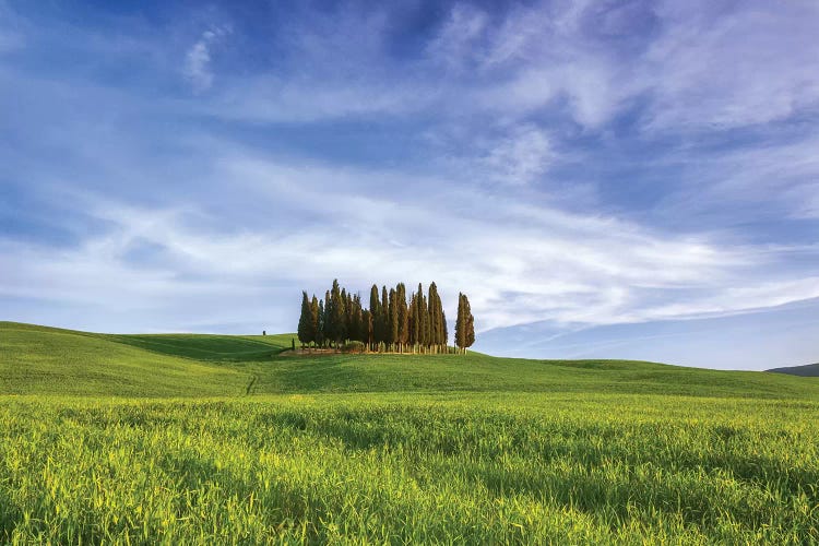 Italy, San Quirico d'Orcia. Cypress grove in landscape.  by Jaynes Gallery wall art
