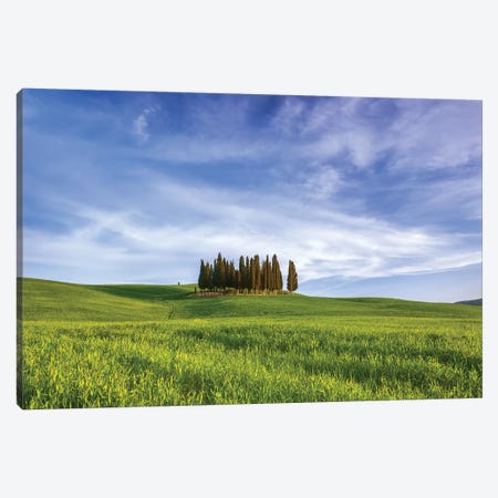Italy, San Quirico d'Orcia. Cypress grove in landscape.  Canvas Print #JYG569} by Jaynes Gallery Canvas Artwork