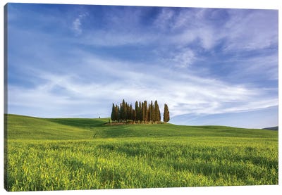 Italy, San Quirico d'Orcia. Cypress grove in landscape.  Canvas Art Print