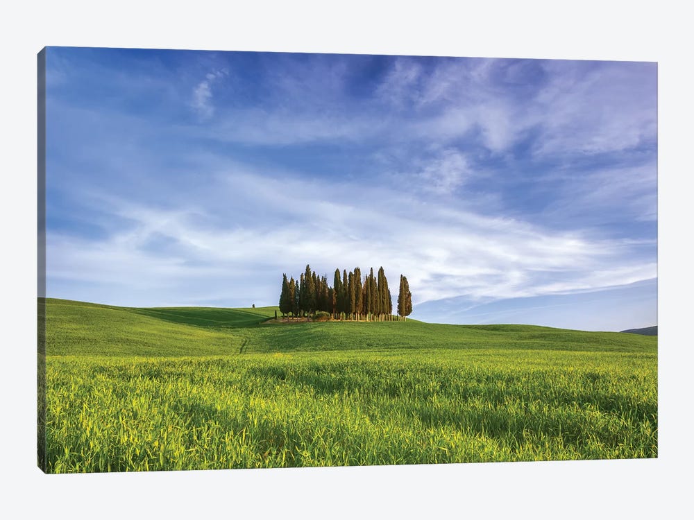 Italy, San Quirico d'Orcia. Cypress grove in landscape.  by Jaynes Gallery 1-piece Canvas Art Print