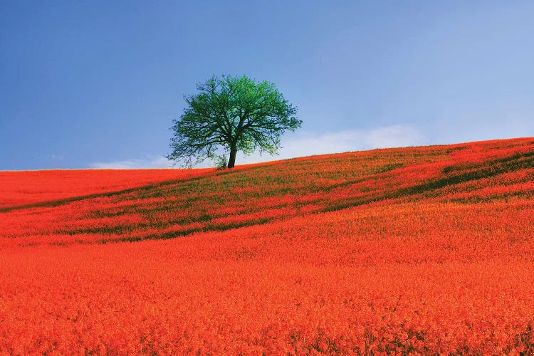 Italy, Tuscany. Abstract of oak tree on red flower-covered hillside II