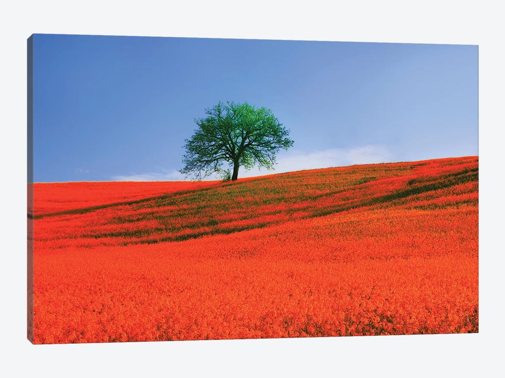 Italy, Tuscany. Abstract of oak tree on red flower-covered hillside II by Jaynes Gallery 1-piece Canvas Wall Art