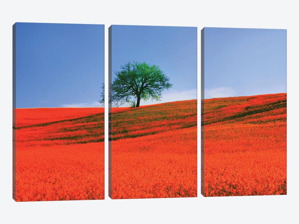 Italy, Tuscany. Abstract of oak tree on red flower-covered hillside II by Jaynes Gallery 3-piece Canvas Art