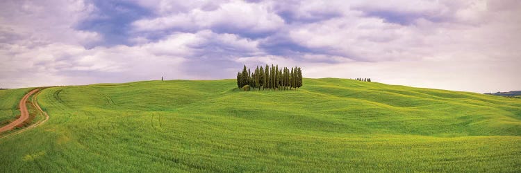 Italy, San Quirico d'Orcia. Cypress grove in panoramic. 