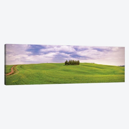 Italy, San Quirico d'Orcia. Cypress grove in panoramic.  Canvas Print #JYG570} by Jaynes Gallery Art Print