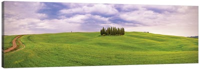 Italy, San Quirico d'Orcia. Cypress grove in panoramic.  Canvas Art Print