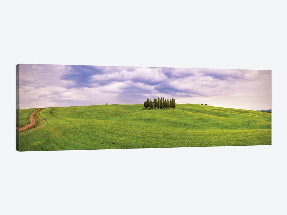Italy, San Quirico d'Orcia. Cypress grove in panoramic.  by Jaynes Gallery 1-piece Canvas Print