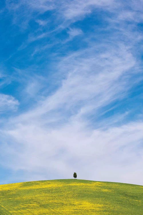 Italy, San Quirico d'Orcia. Cypress tree on hill. 