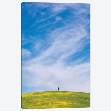Italy, San Quirico d'Orcia. Cypress tree on hill.  Canvas Print #JYG571} by Jaynes Gallery Art Print