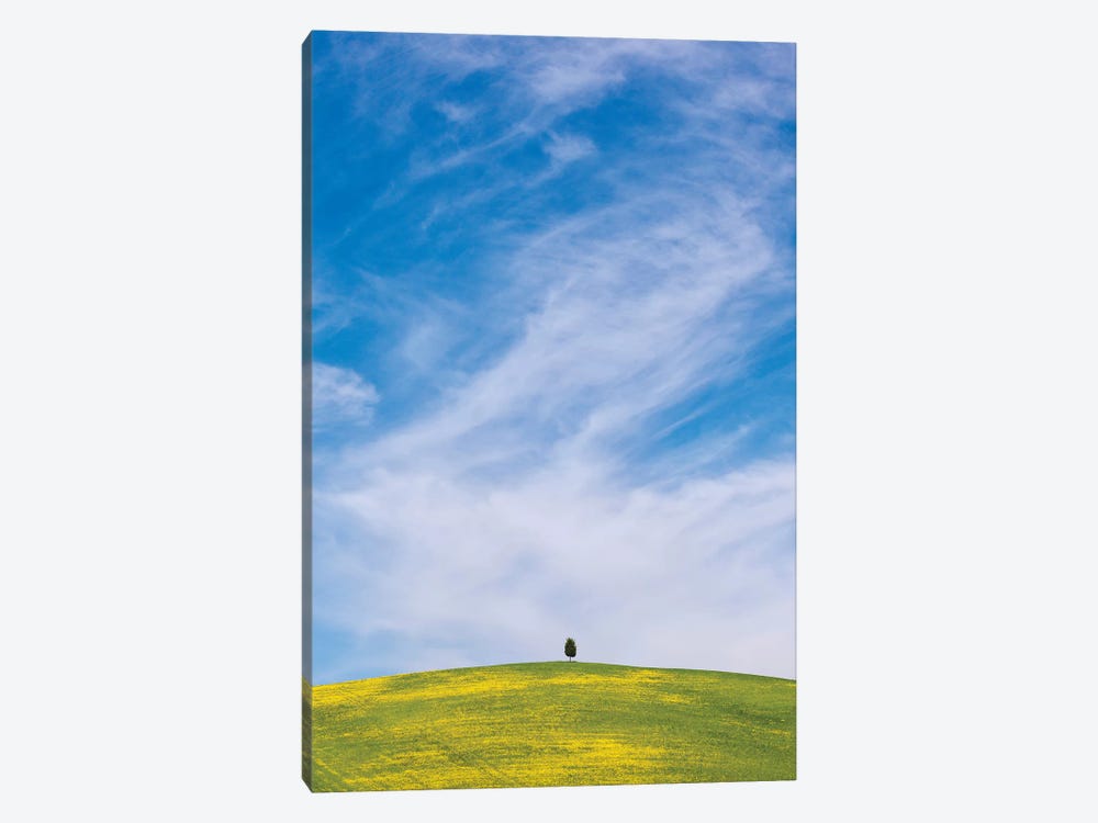 Italy, San Quirico d'Orcia. Cypress tree on hill.  by Jaynes Gallery 1-piece Canvas Art