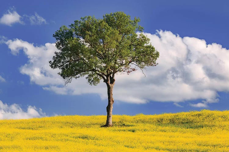 Italy, San Quirico d'Orcia. Tree and farm crop. 