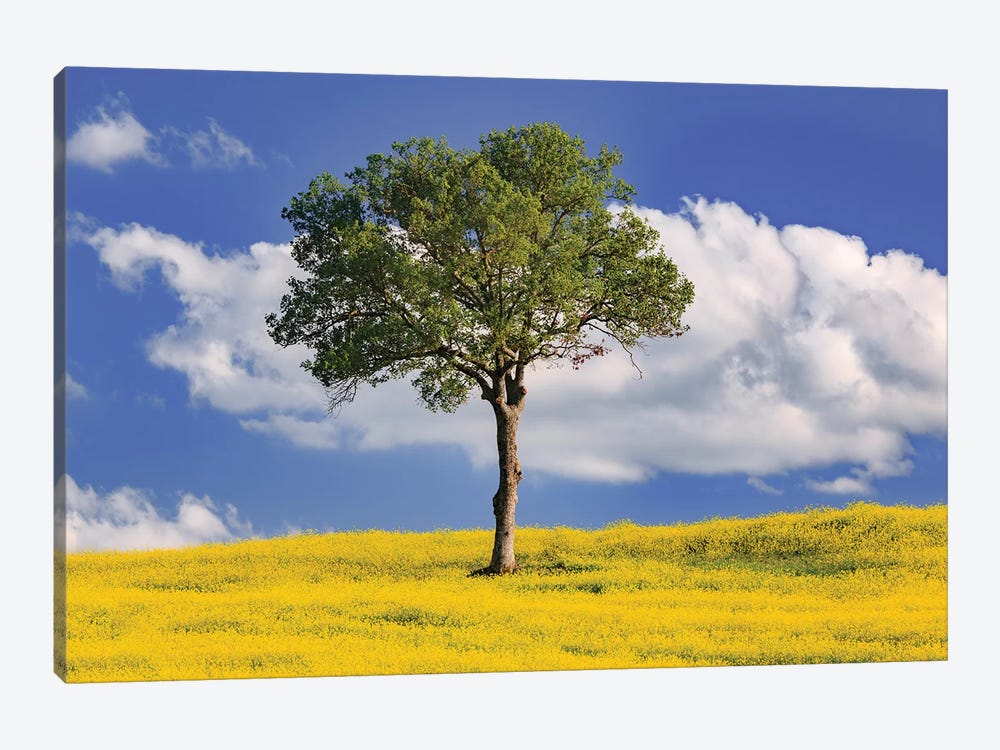 Italy, San Quirico d'Orcia. Tree and farm crop.  by Jaynes Gallery 1-piece Art Print