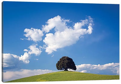Italy, San Quirico d'Orcia. Tree on hill.  Canvas Art Print - Calm Art