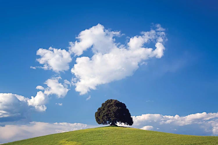 Italy, San Quirico d'Orcia. Tree on hill. 