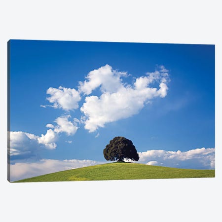 Italy, San Quirico d'Orcia. Tree on hill.  Canvas Print #JYG573} by Jaynes Gallery Canvas Art Print