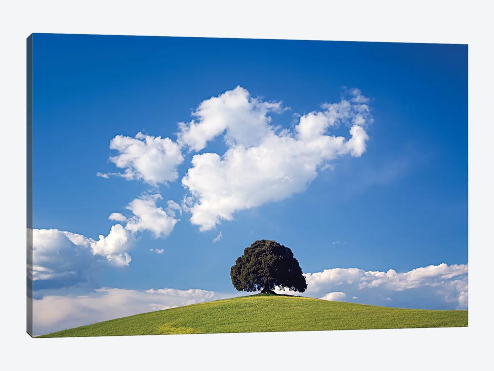 Italy, San Quirico d'Orcia. Tree on hill.  by Jaynes Gallery 1-piece Canvas Wall Art