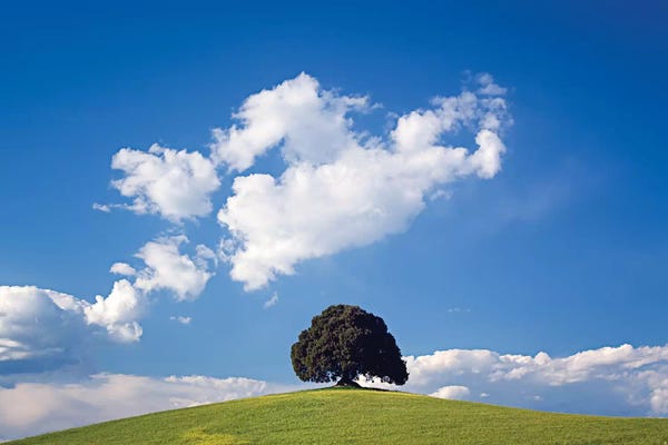 San Quirico d'Orcia: Italy, San Quirico d'Orcia. Tree on hill.  by Jaynes Gallery