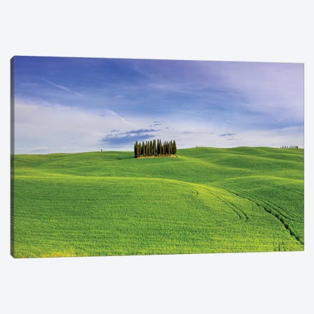 Italy, Tuscany, Val d'Orcia. Famous cypress grove.  Canvas Print #JYG576} by Jaynes Gallery Canvas Wall Art