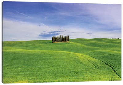Italy, Tuscany, Val d'Orcia. Famous cypress grove.  Canvas Art Print