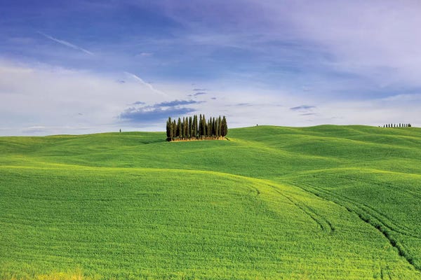 Italy, Tuscany, Val d'Orcia. Famous cypress grove.