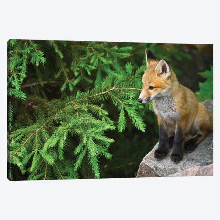 Killarney Provincial Park. Young red fox on rock. Canvas Print #JYG585} by Jaynes Gallery Canvas Print