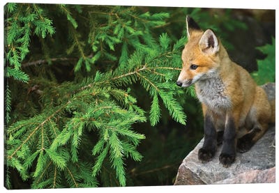 Killarney Provincial Park. Young red fox on rock. Canvas Art Print - Ontario Art