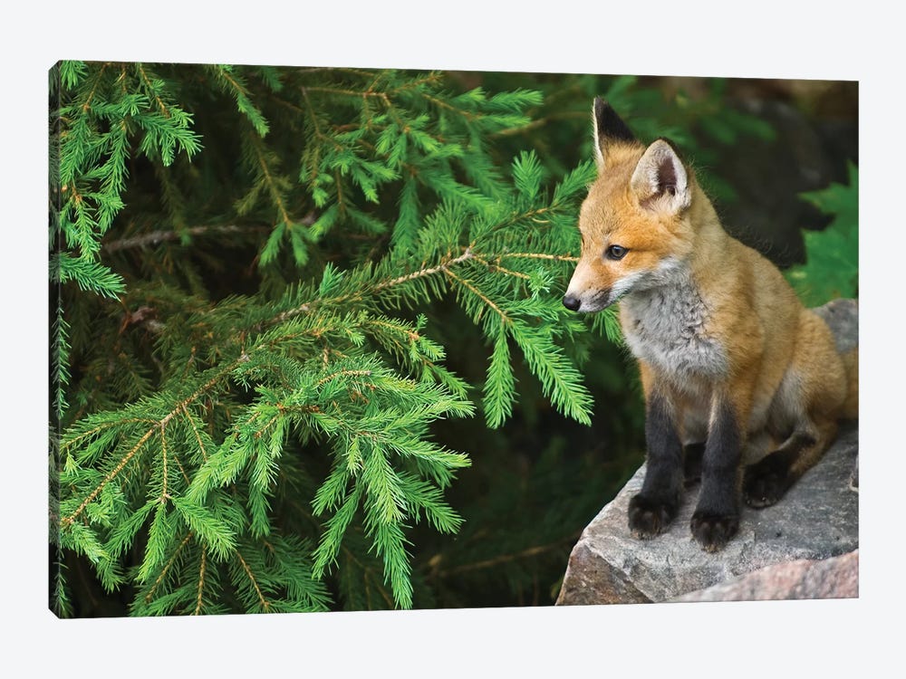 Killarney Provincial Park. Young red fox on rock. by Jaynes Gallery 1-piece Canvas Art Print
