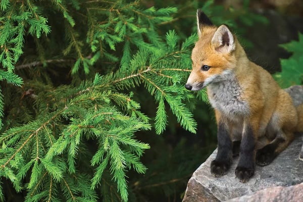 Ontario: Killarney Provincial Park. Young red fox on rock. by Jaynes Gallery