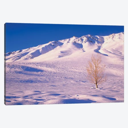 Long Valley. Lone elm tree on snow-covered hillside. Canvas Print #JYG586} by Jaynes Gallery Art Print