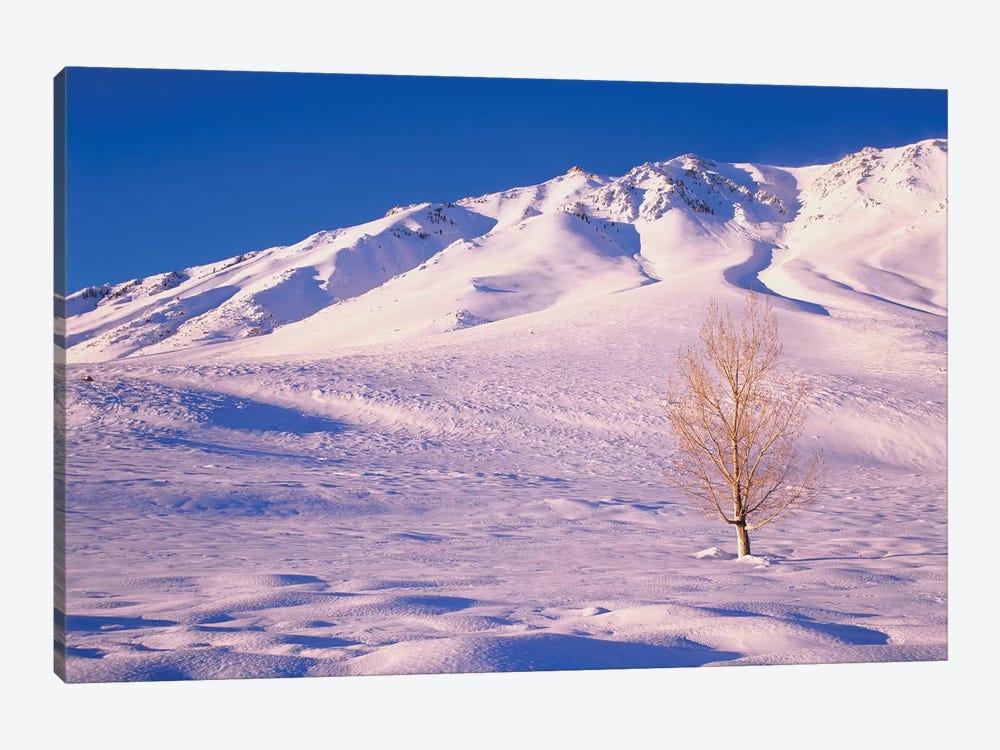 Long Valley. Lone elm tree on snow-covered hillside. by Jaynes Gallery 1-piece Canvas Art