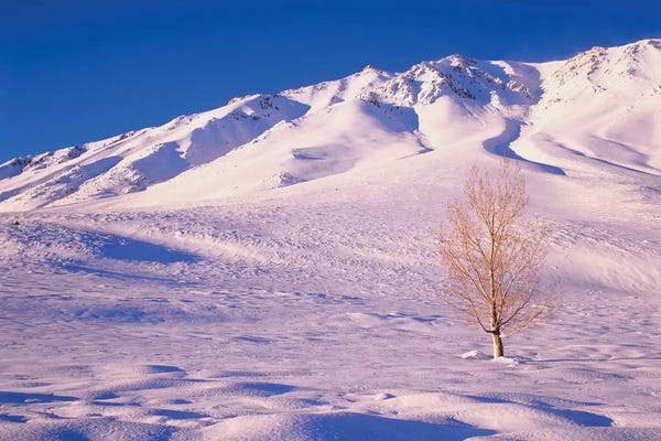 Long Valley. Lone elm tree on snow-covered hillside.